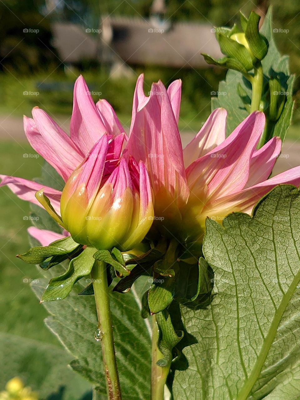 Dahlia in morningsun