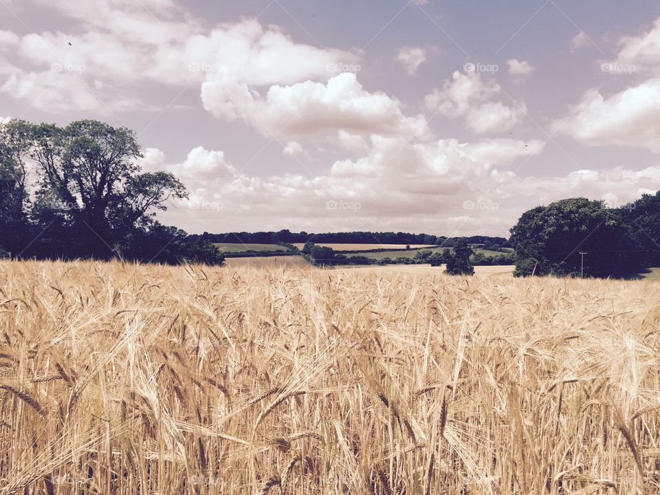 White clouds floating over dry grass land