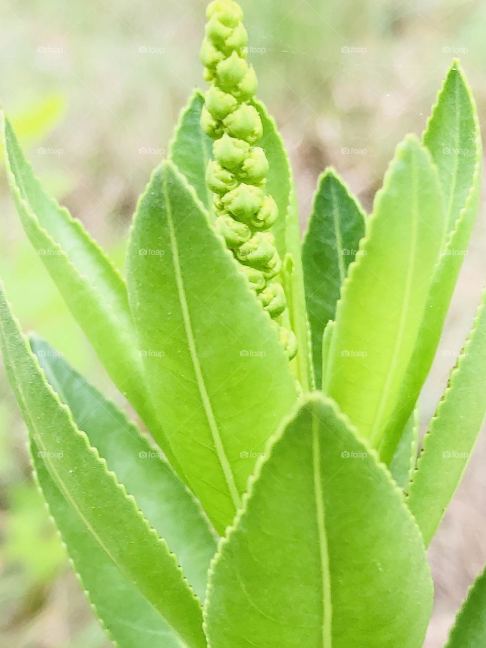 Top view of the green plant with its tiny green flowers in the center getting ready to bloom