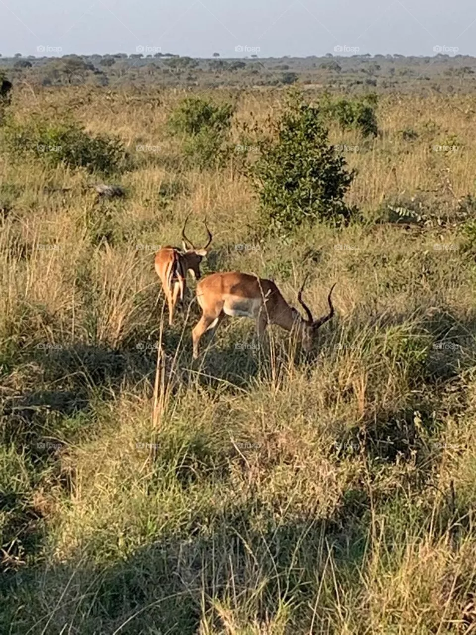 Impala