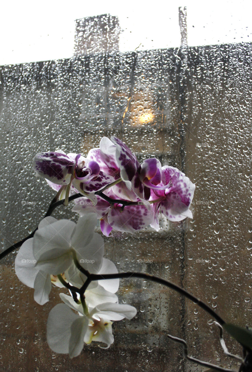 Orchid flower in my home, raining outside 3