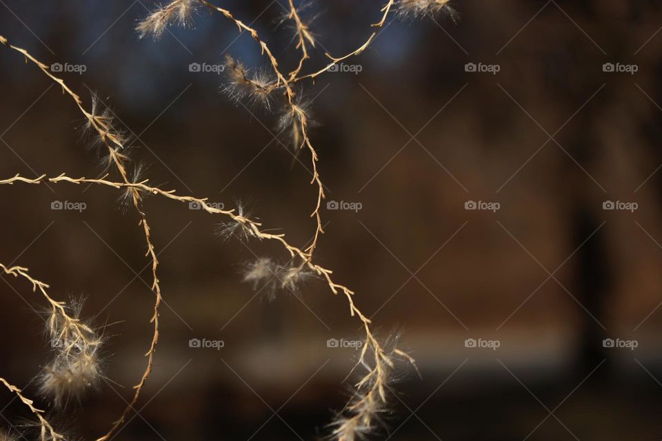Macro Photography of Thin Twigs of Spring Plants in Daylight

Beautiful Nature
