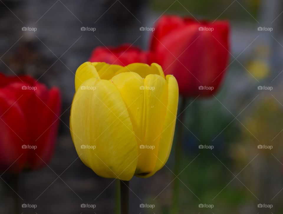 Close-up of yellow tulip