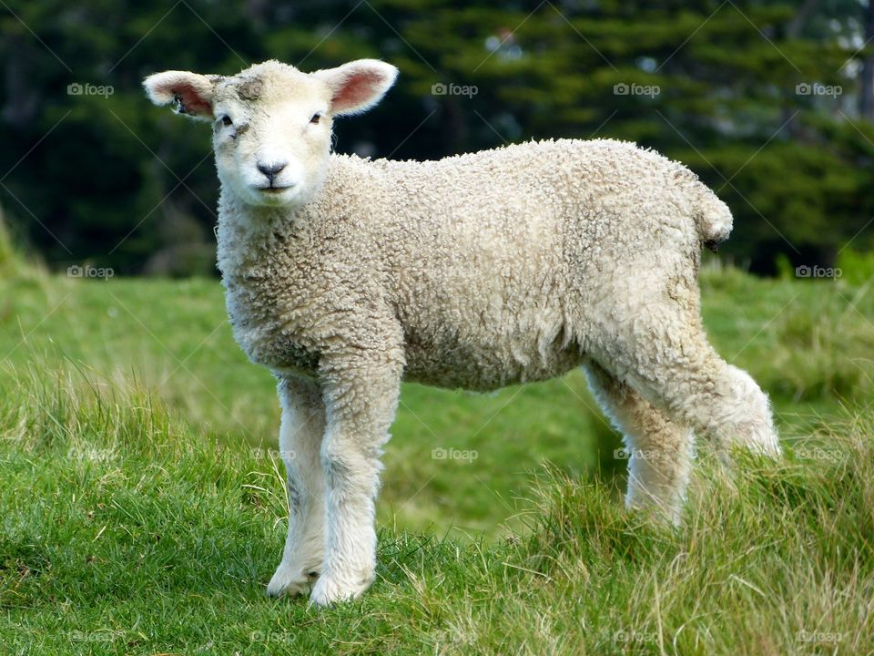 The Romney, formerly called the Romney Marsh sheep but generally referred to by the local farmers as the Kent, is a breed of sheep originating in England