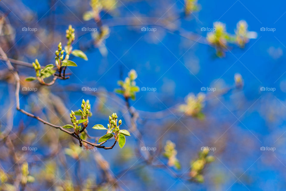 Blooming white flowers