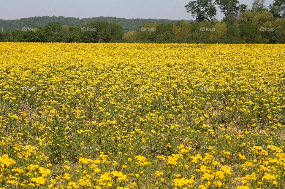 Field of yellow