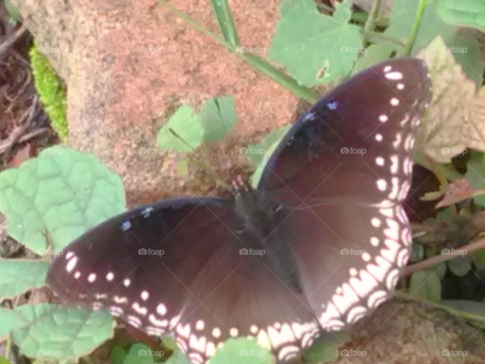 The baterfly is ready to fly.