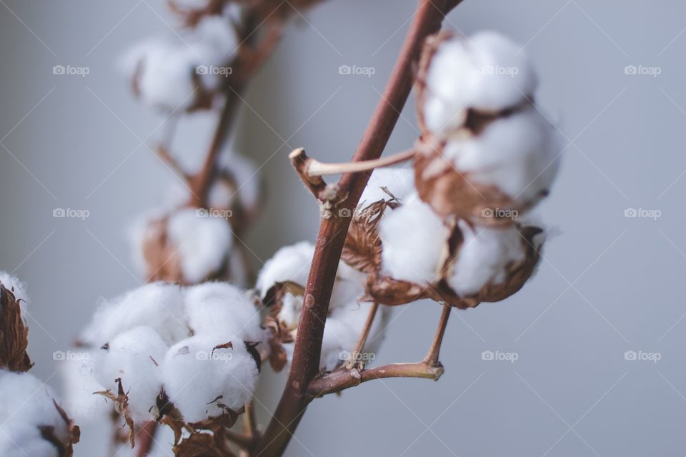 Fresh cotton flowers 