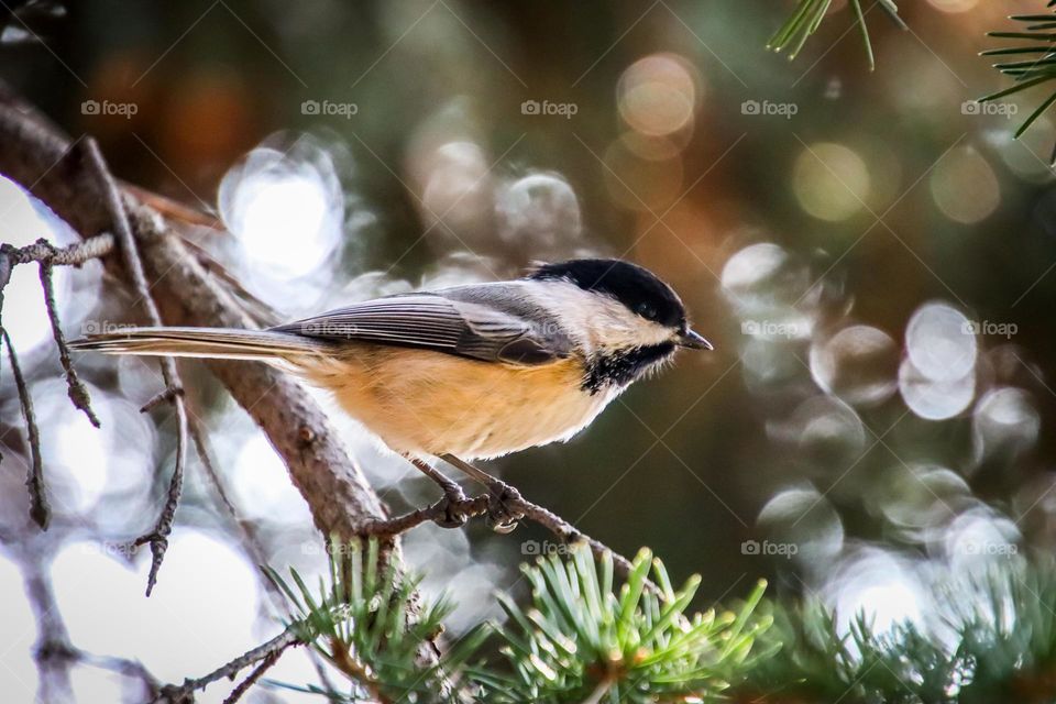 Chickadee on a pine tree