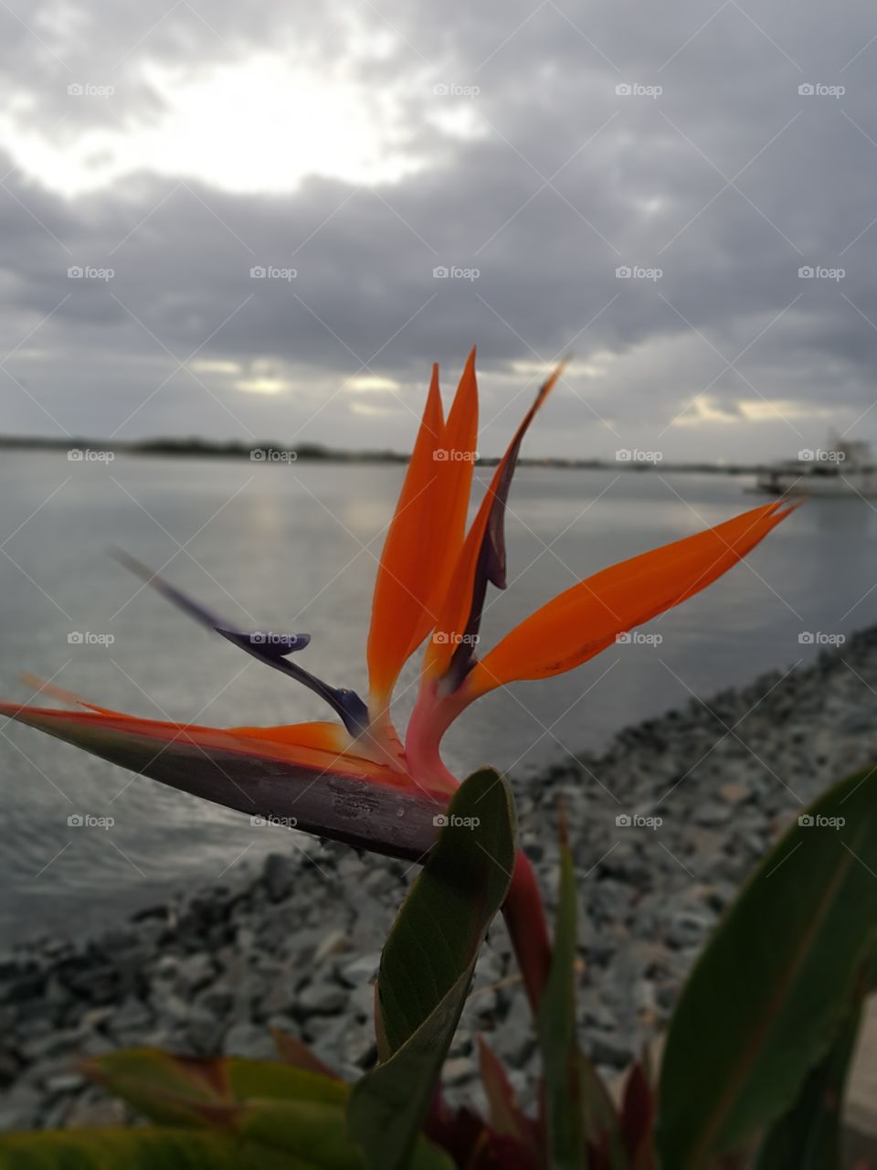 Bird of Paradise at Dawn