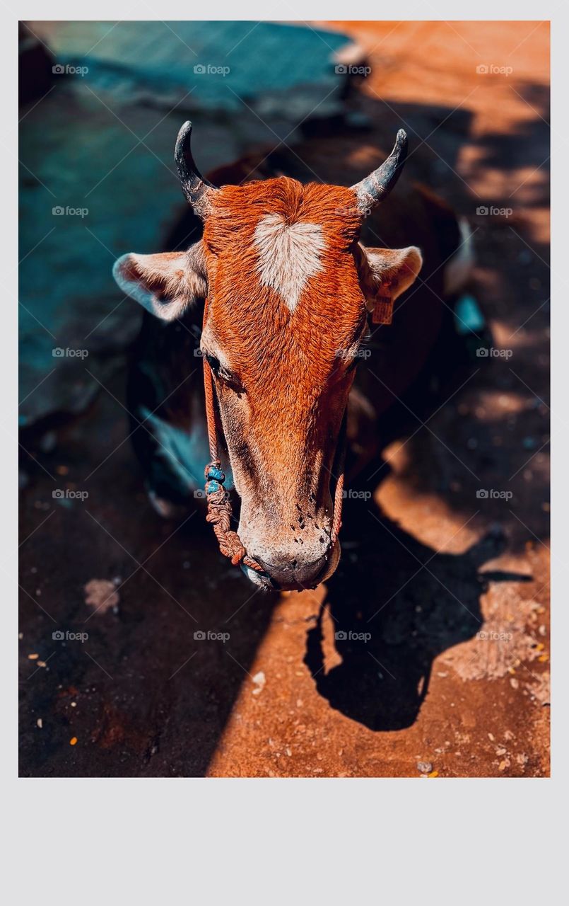 Animal photography - Cow - Nature beautiful art on the forehead 