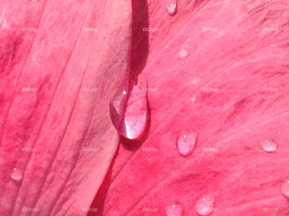 Water droplets on pink flower petals