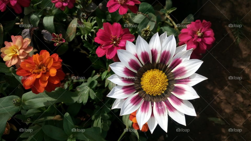 beautyfull flowers closeup image