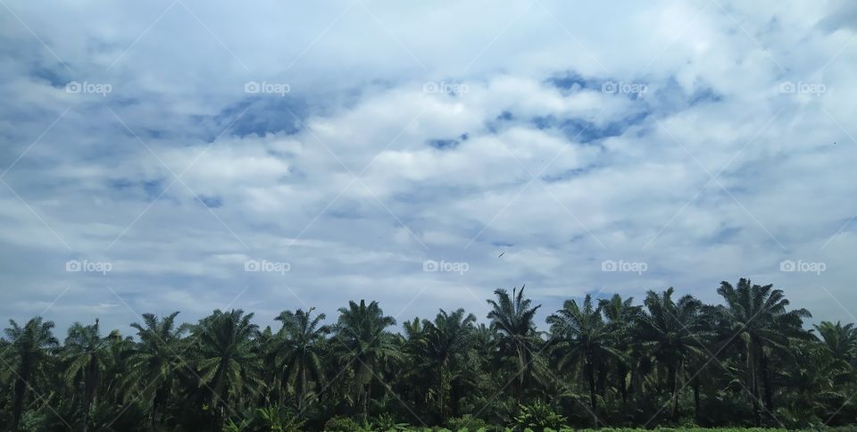 Fertigation Farm in front of oil palm plantations