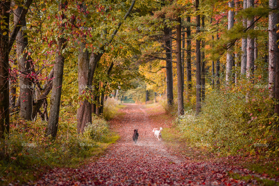 Dogs running in woods in Fall