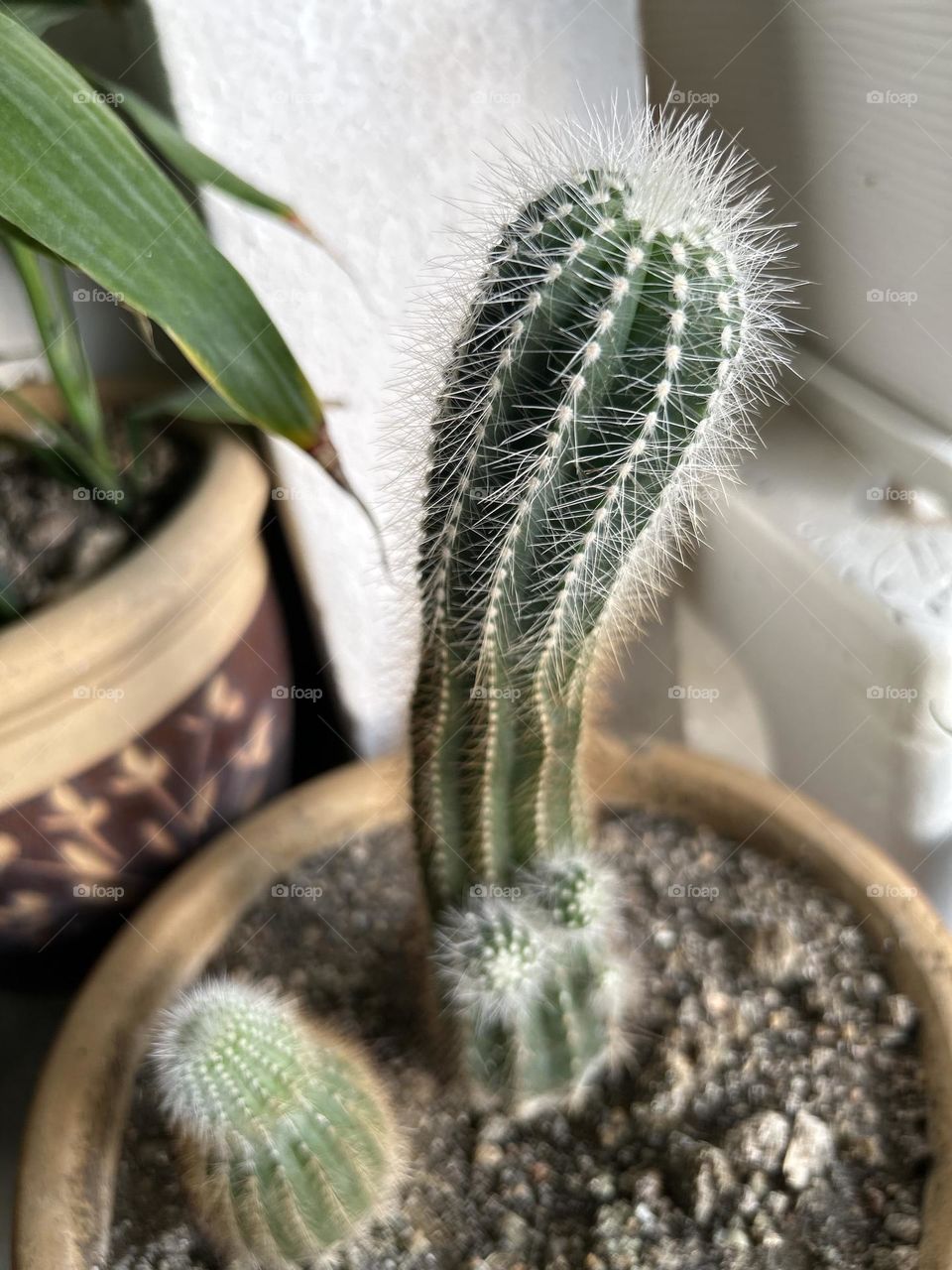 Cactus 