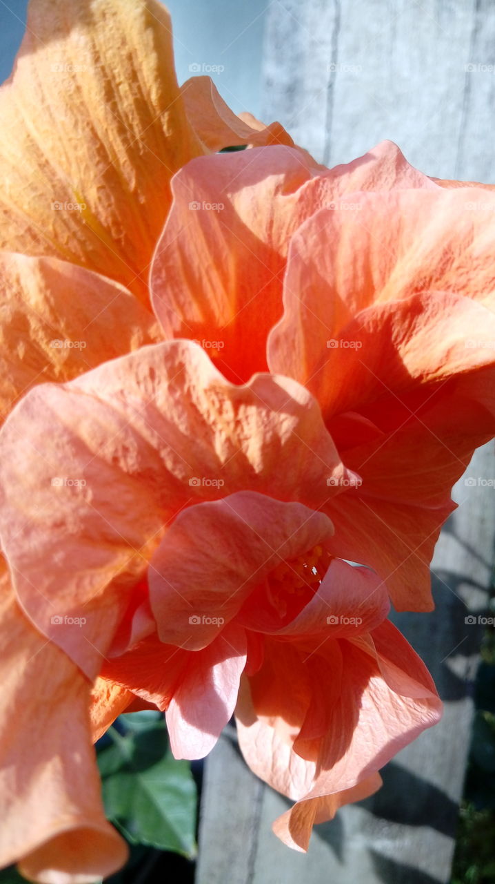 Hibiscusddouble petals flower