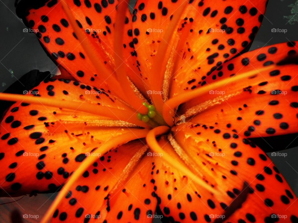 orange bloom