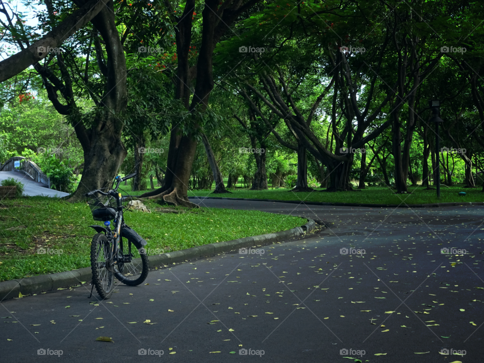 my bicycle and green nature