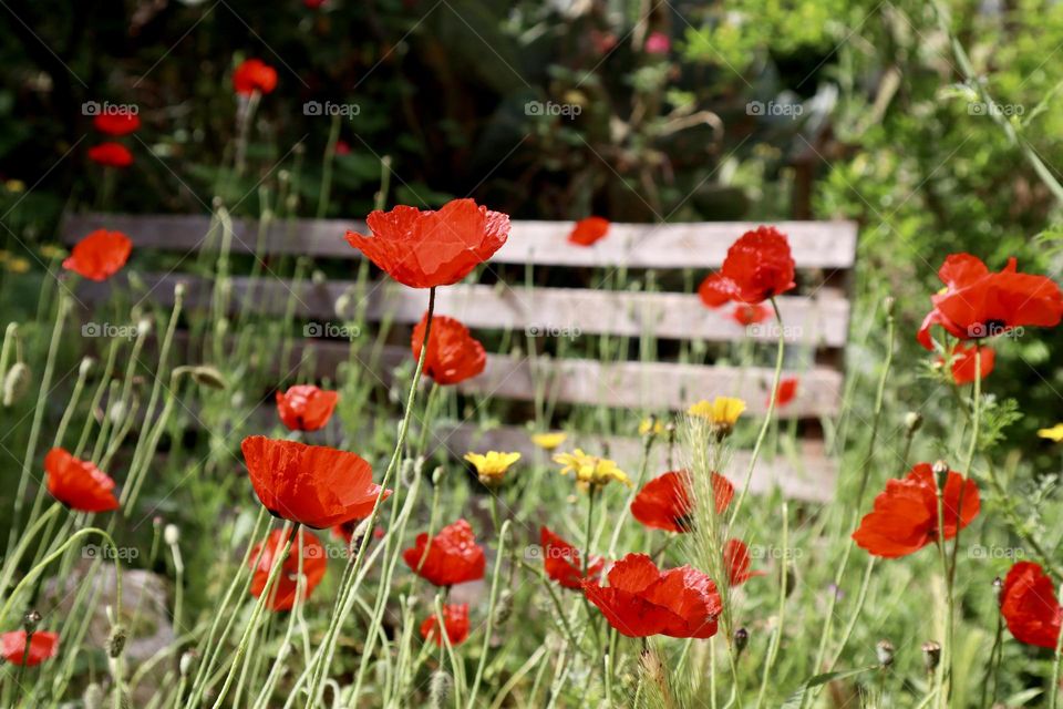 Poppy blossom backyard 