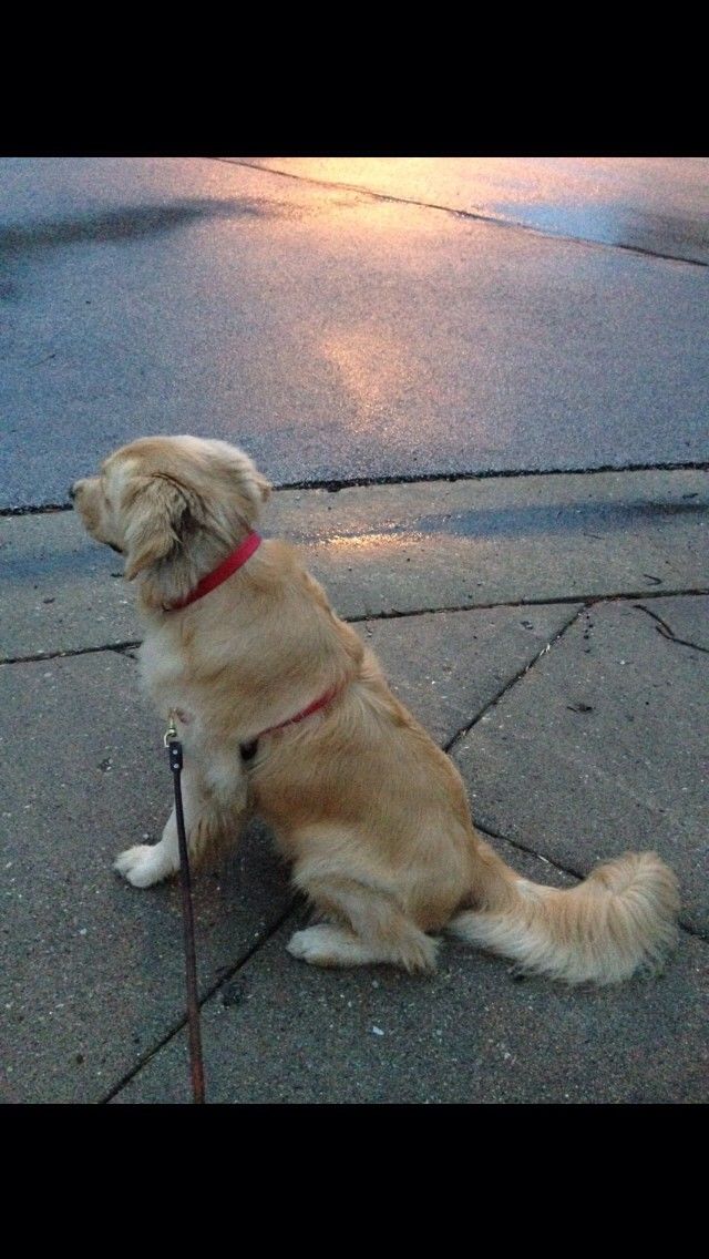 Walk at dawn