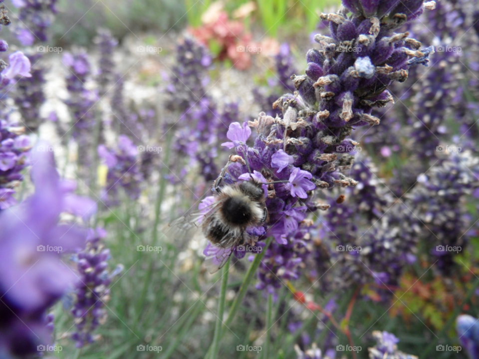 flower bee wildlife lavender by raallwright