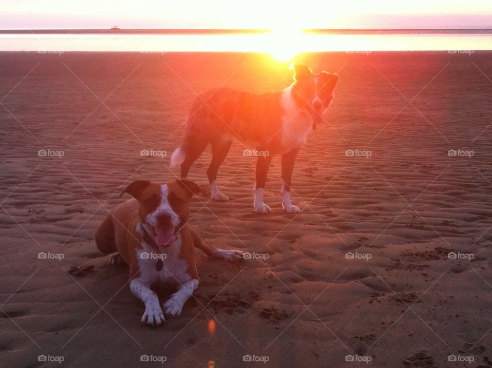 Dogs at sunset