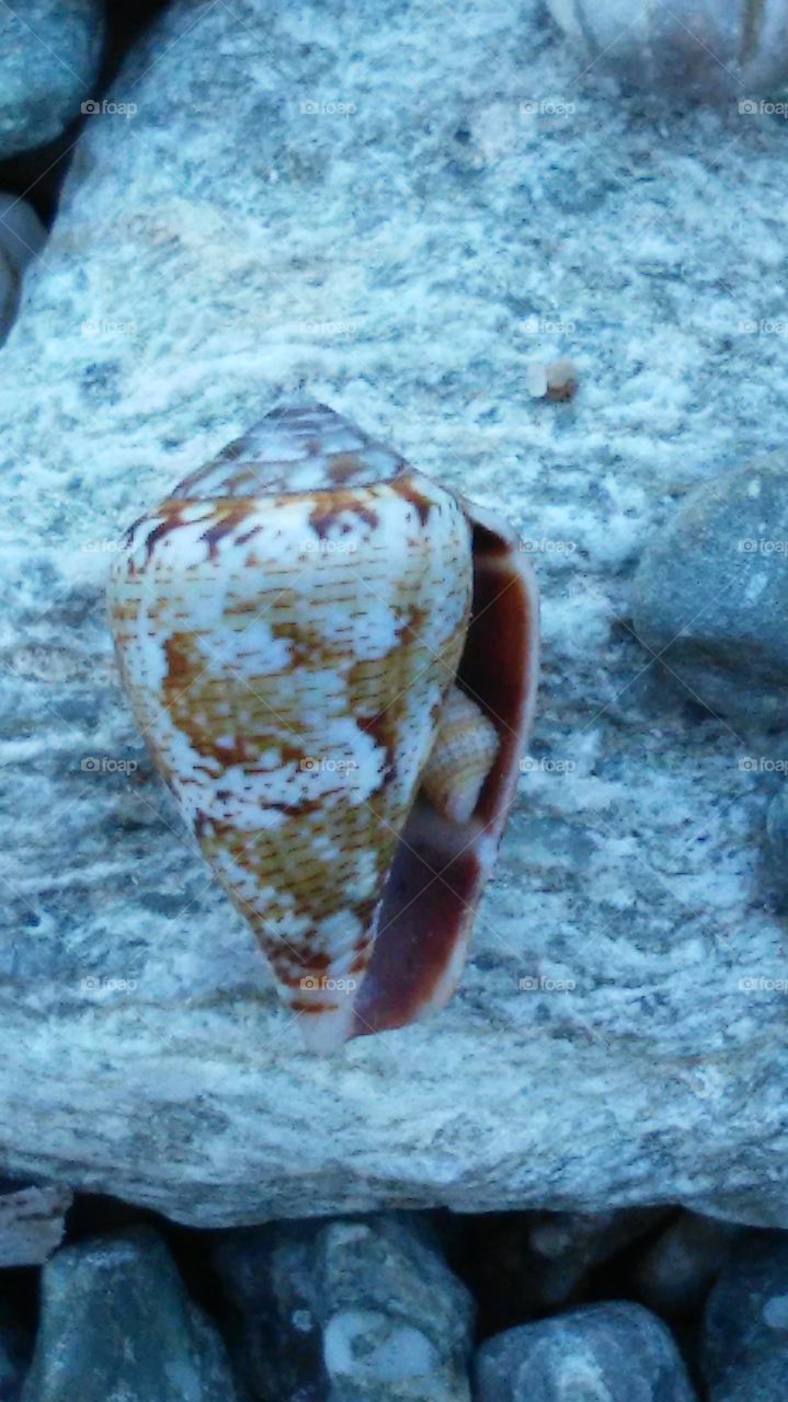 seashells inside seashells