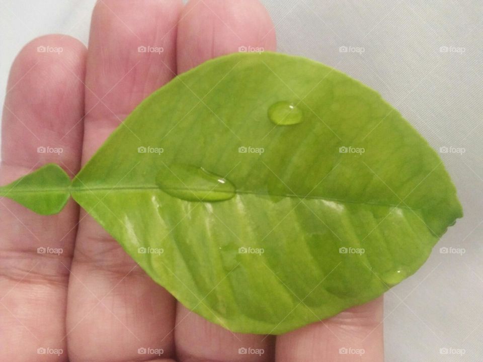 Beautiful drops of water on a green plant.