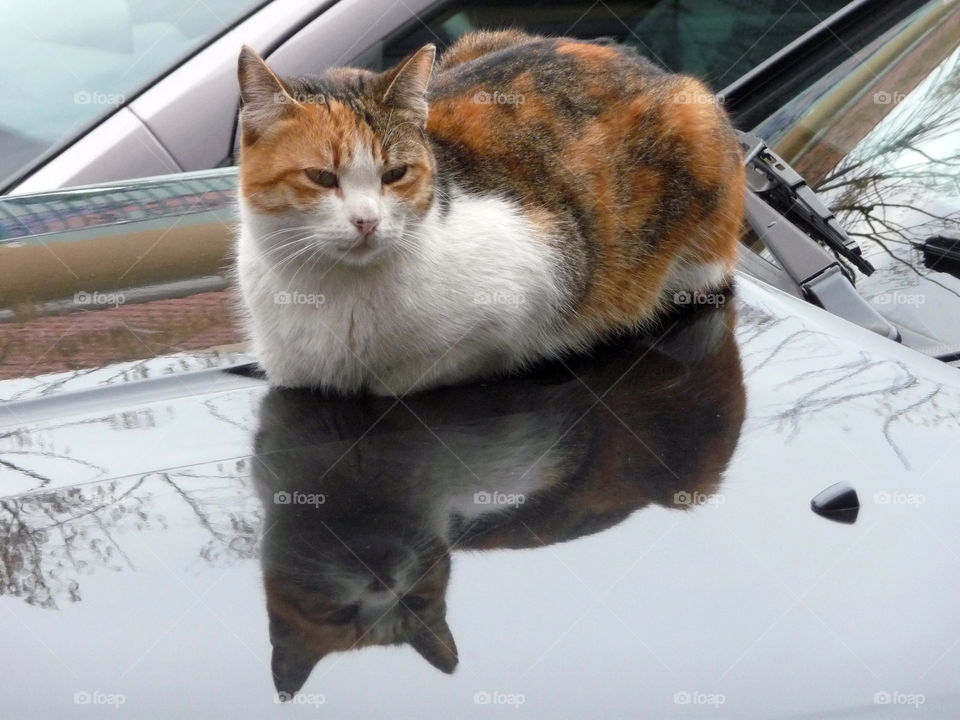 Mirroring cat siting on a car