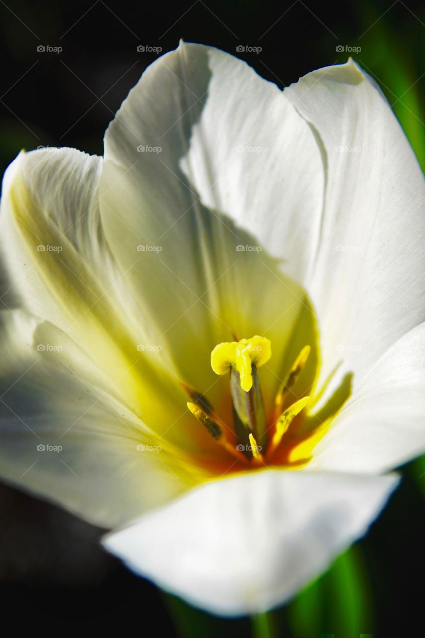 inside a white tulip 