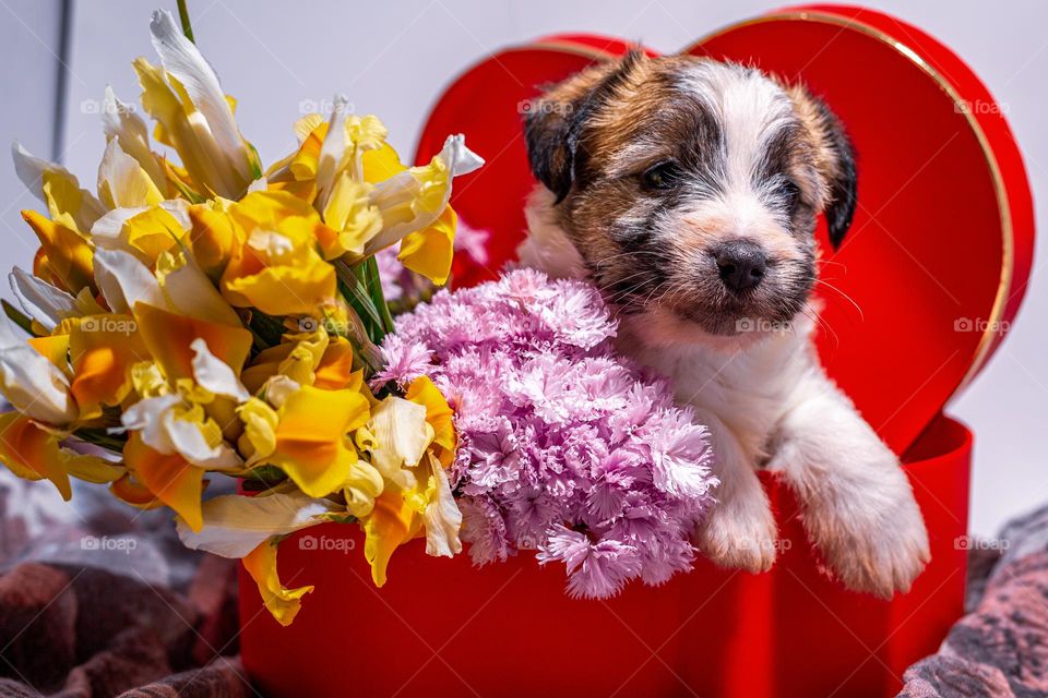 Puppy at the hartsheepe box