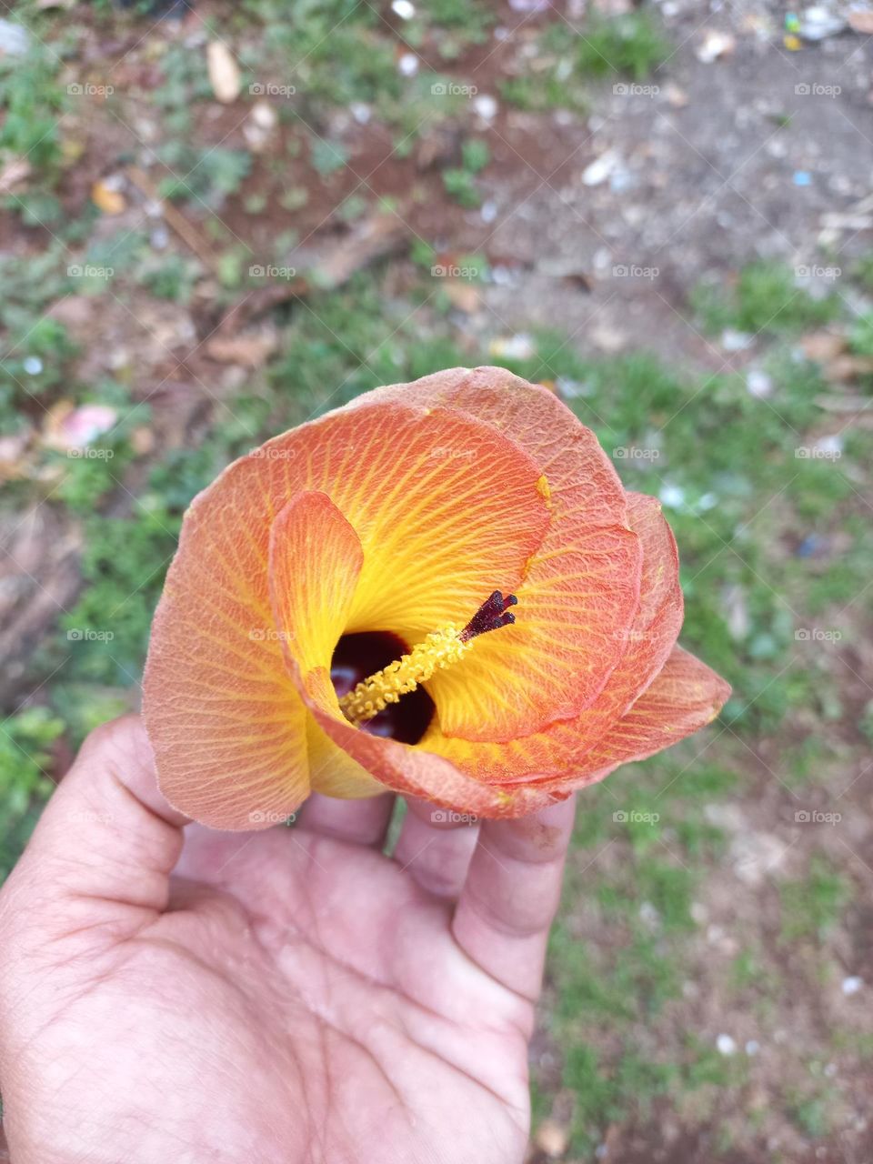 Beautiful Hibiscus tiliaceus flower in hand