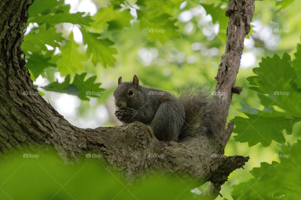 Back to a hungry squirrel at Starved rock state park in Illinois. Did not mind the attention. 