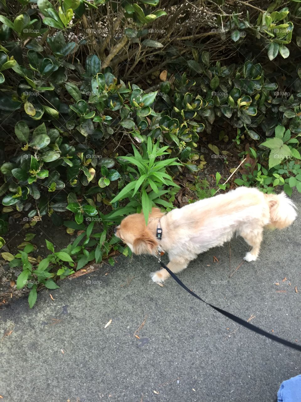 Chihuahua on weed!. Took this pic of my baby's new haircut and had it pointed out to me that the grass around her looked like pot..ha!