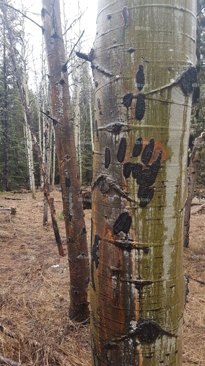 Bear Claw Tree