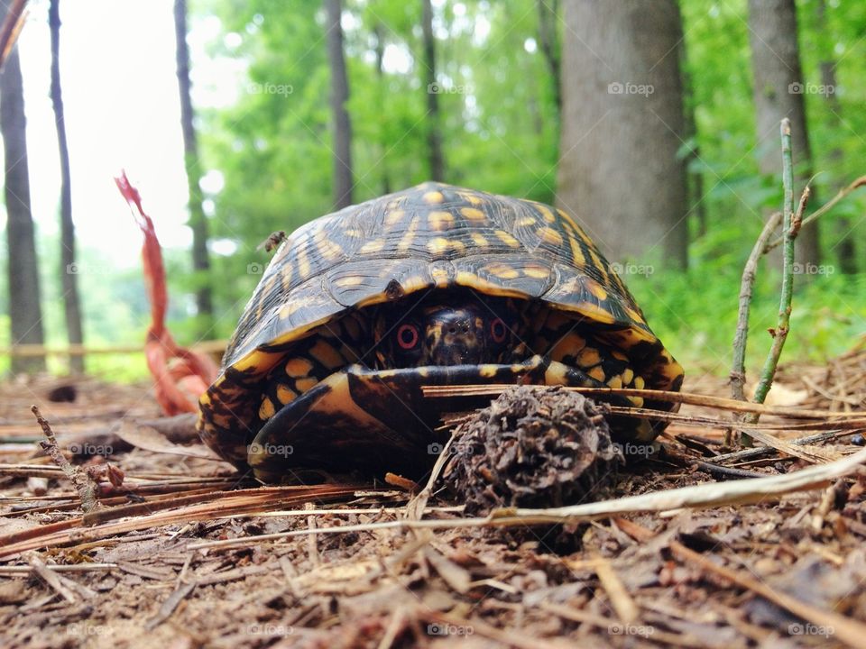 A shy Eastern Box Turtle