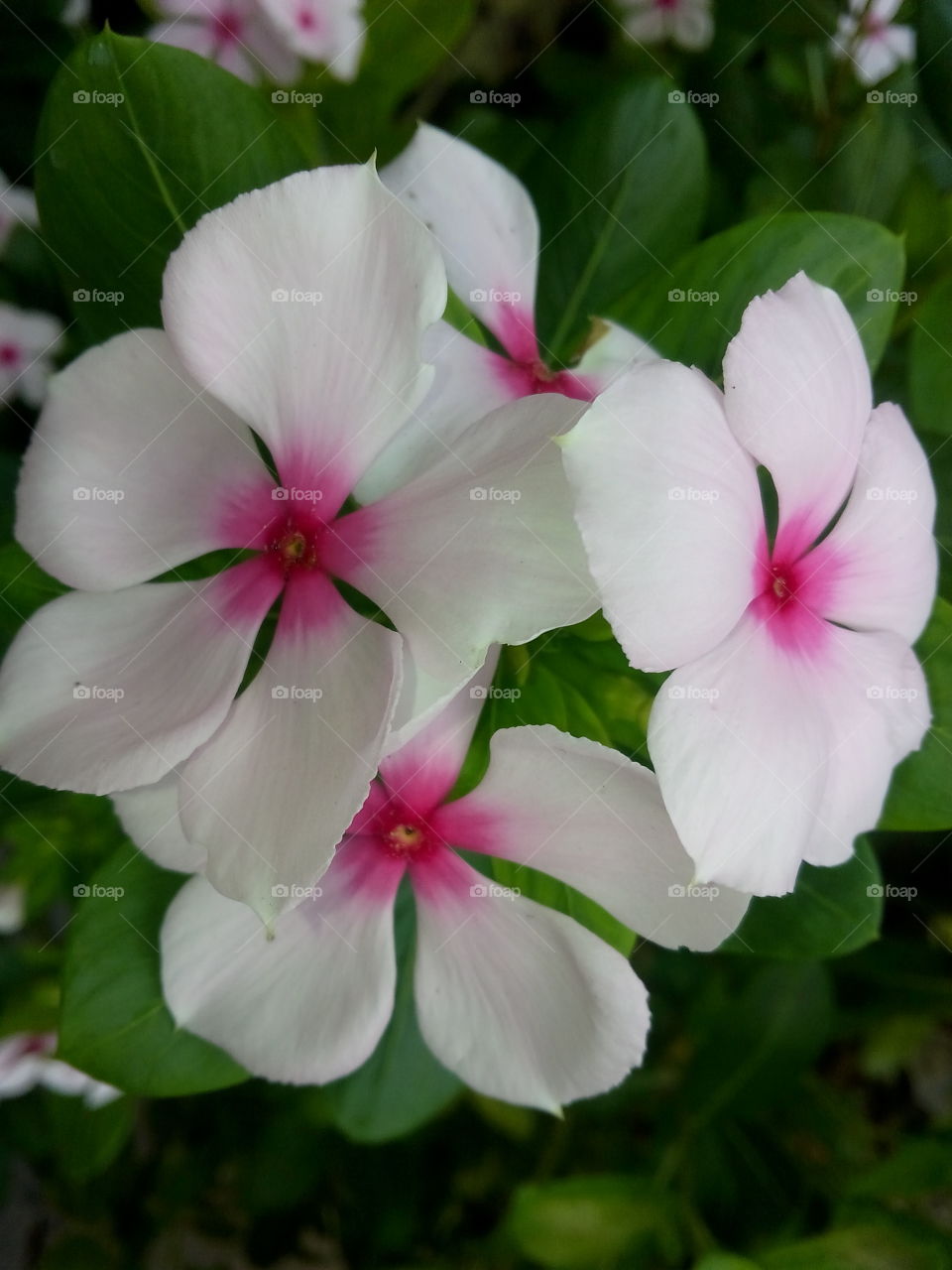 beautiful periwinkle flowers