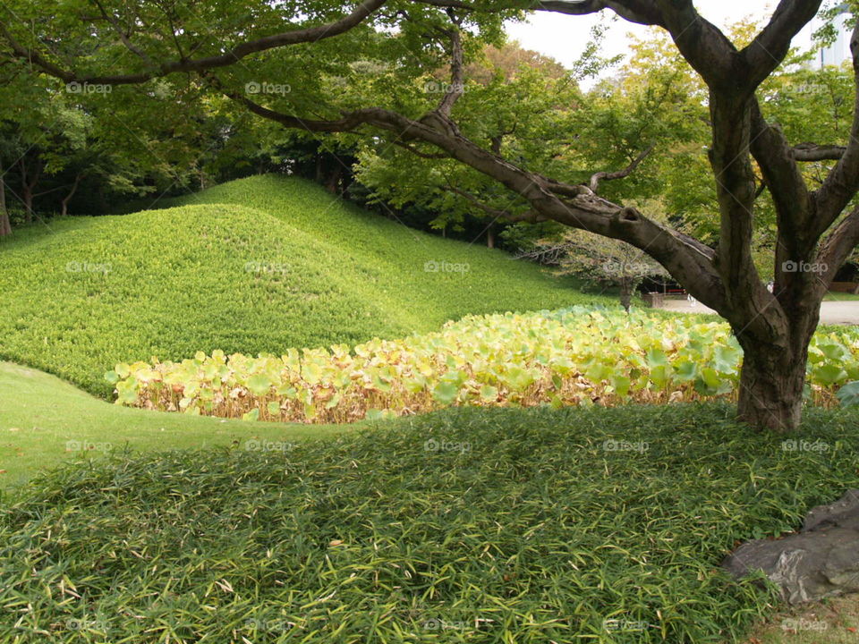 Tokyo garden