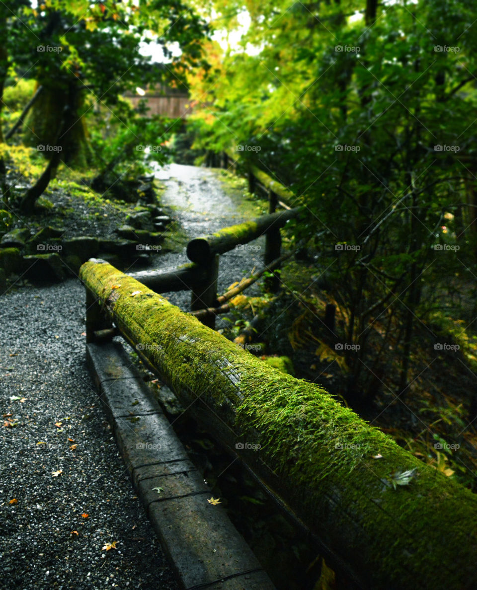 Rainy path in the forest
