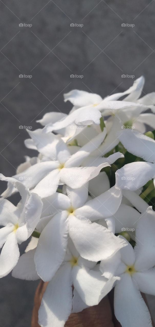 white jasmine flowers are so beautiful

￼