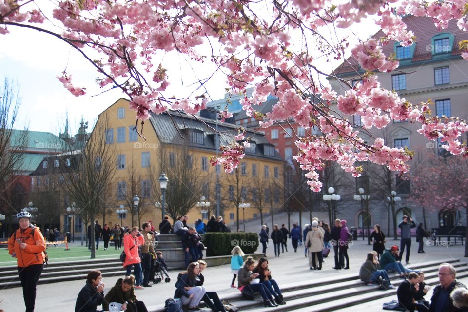 springtime in the Royal Garden, Stockholm, Sweden