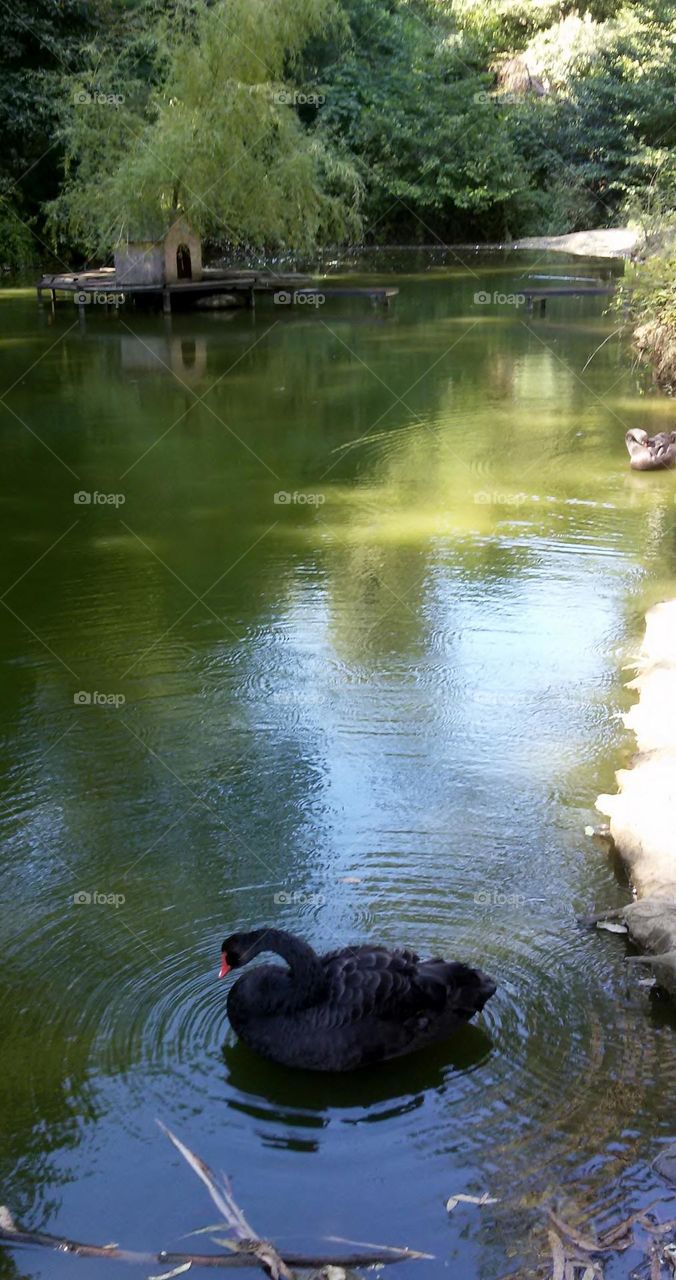 Black swans bathe in the lake