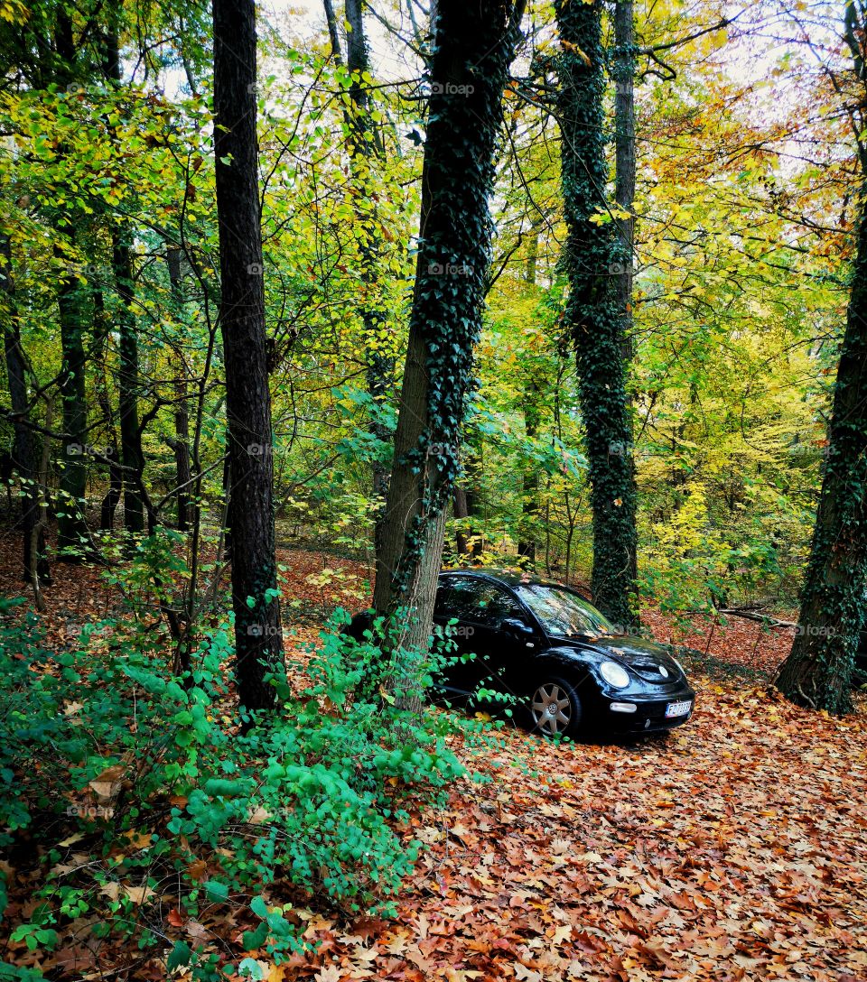 Black car in the autumn forest