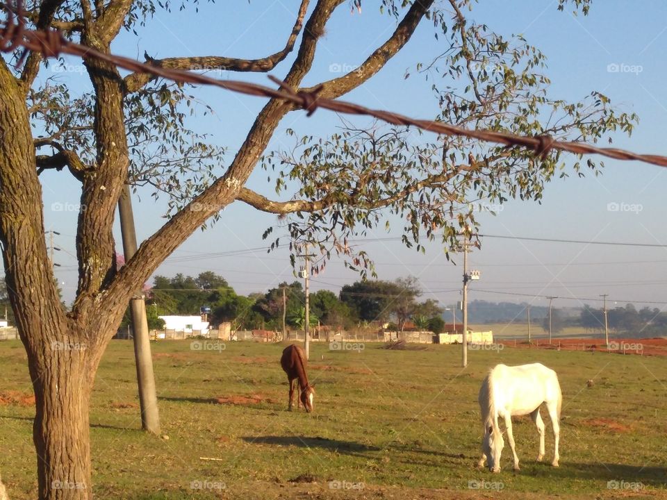 Horses grazing... Cavalos pastando...