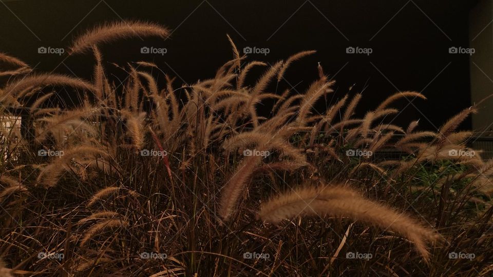 Silver Grass