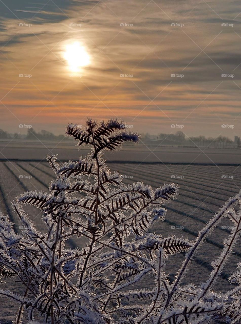 frosted sunrise