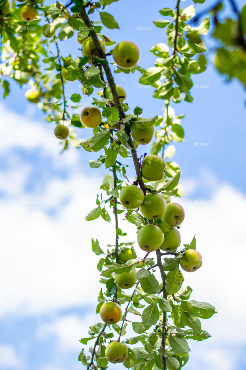 fall, apple tree on heaven background