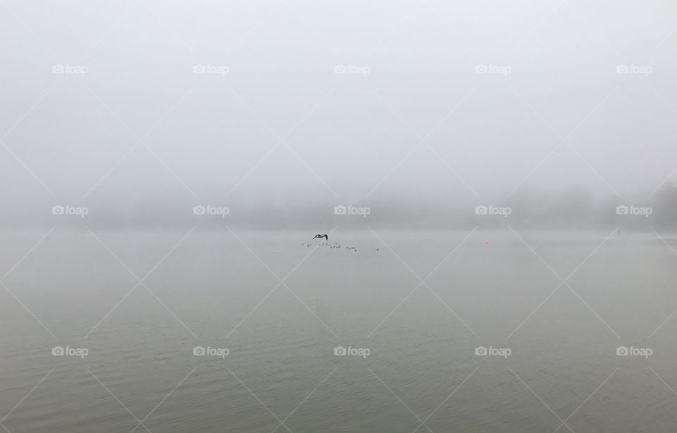 Foggy morning at Lake Merced 