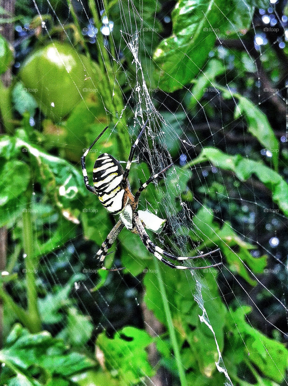 tomato web spider spider web by nader_esk